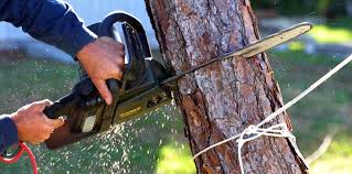 Best Pest Control for Lawns  in Sierra Madre, CA