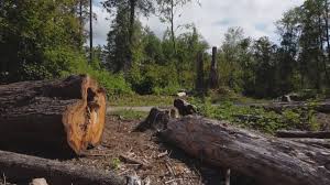 Best Hazardous Tree Removal  in Sierra Madre, CA