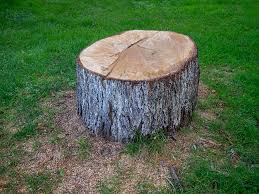 Best Commercial Tree Services  in Sierra Madre, CA