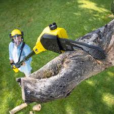 How Our Tree Care Process Works  in  Sierra Madre, CA