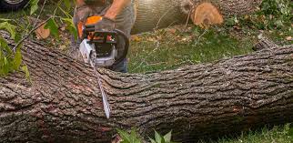 Best Tree Cabling and Bracing  in Sierra Madre, CA