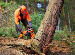 Best Tree Disease Treatment  in Sierra Madre, CA