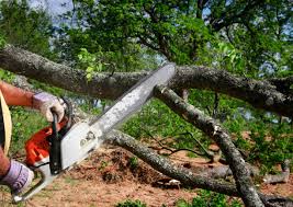 Best Hazardous Tree Removal  in Sierra Madre, CA