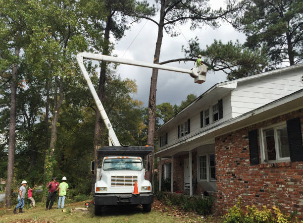 Best Tree Removal  in Sierra Madre, CA