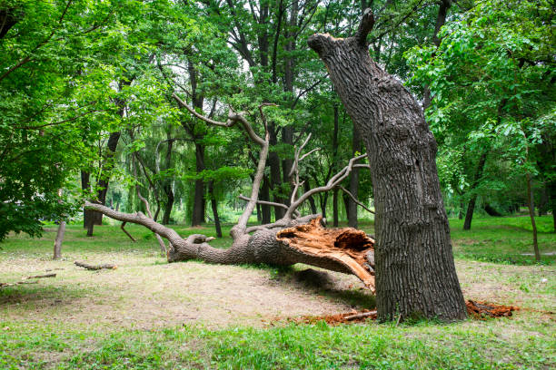 Best Lawn Renovation and Restoration  in Sierra Madre, CA