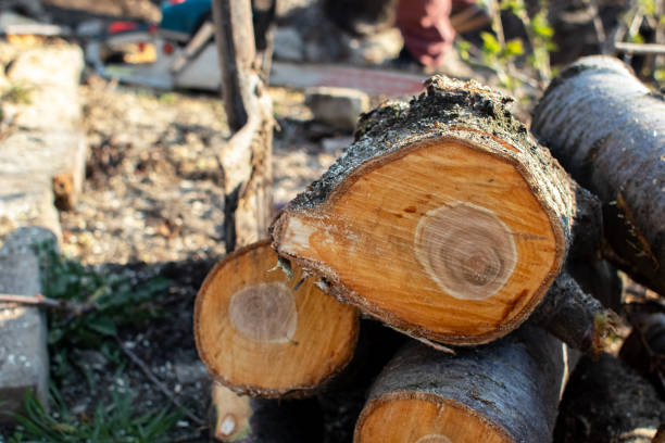 Best Emergency Tree Removal  in Sierra Madre, CA