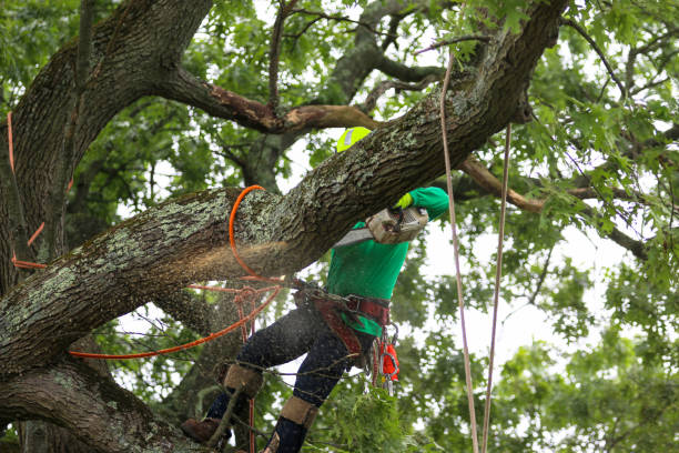 Best Tree Maintenance Programs  in Sierra Madre, CA