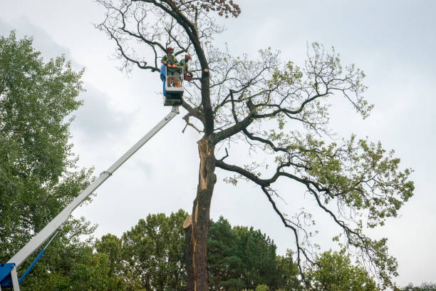 Best Utility Line Clearance  in Sierra Madre, CA