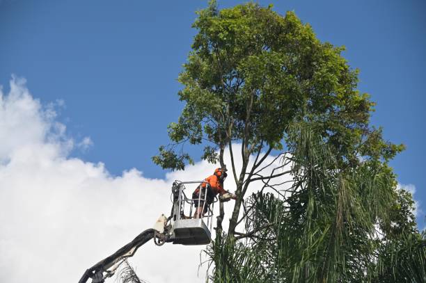 Best Weed Control  in Sierra Madre, CA
