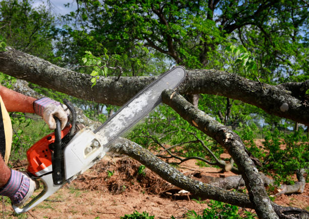  Sierra Madre, CA Tree Care Pros