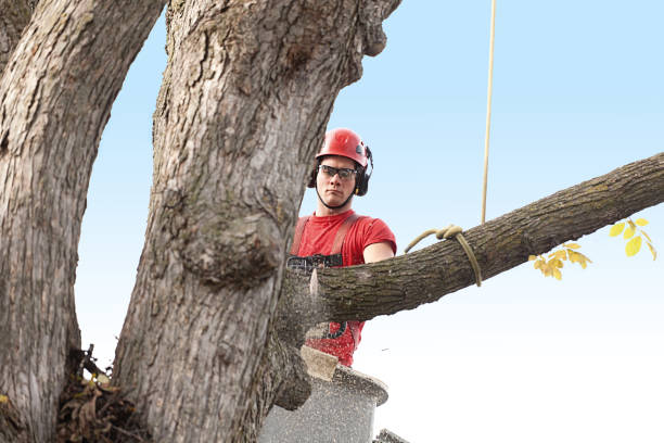 Best Tree Risk Assessment  in Sierra Madre, CA